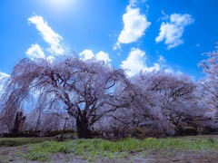 古代桜