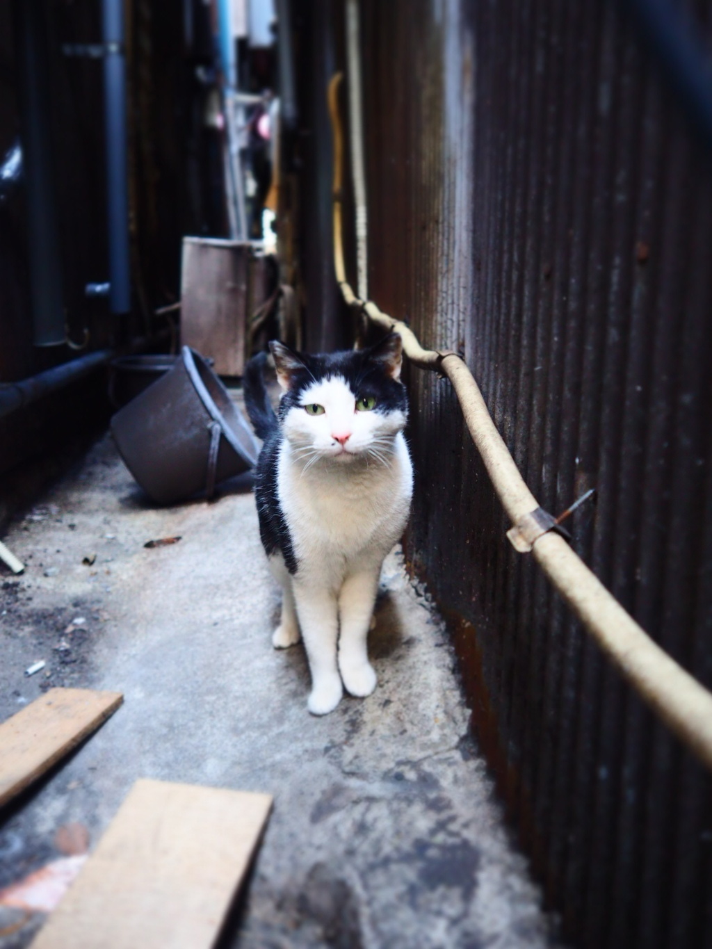 路地裏　猫3