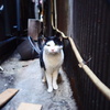 路地裏　猫3