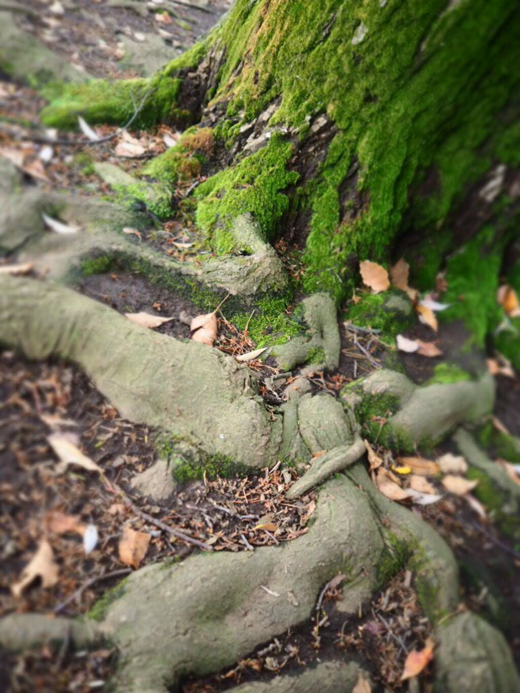 苔と根