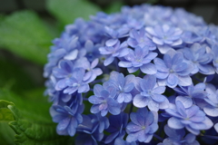 紫陽花2
