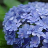 紫陽花2