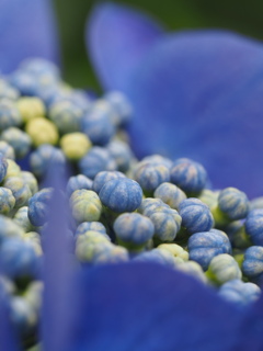 紫陽花