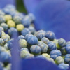 紫陽花