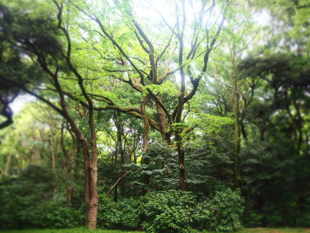 明治神宮内