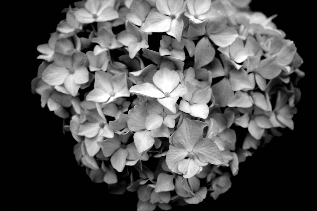 紫陽花の季節になりました