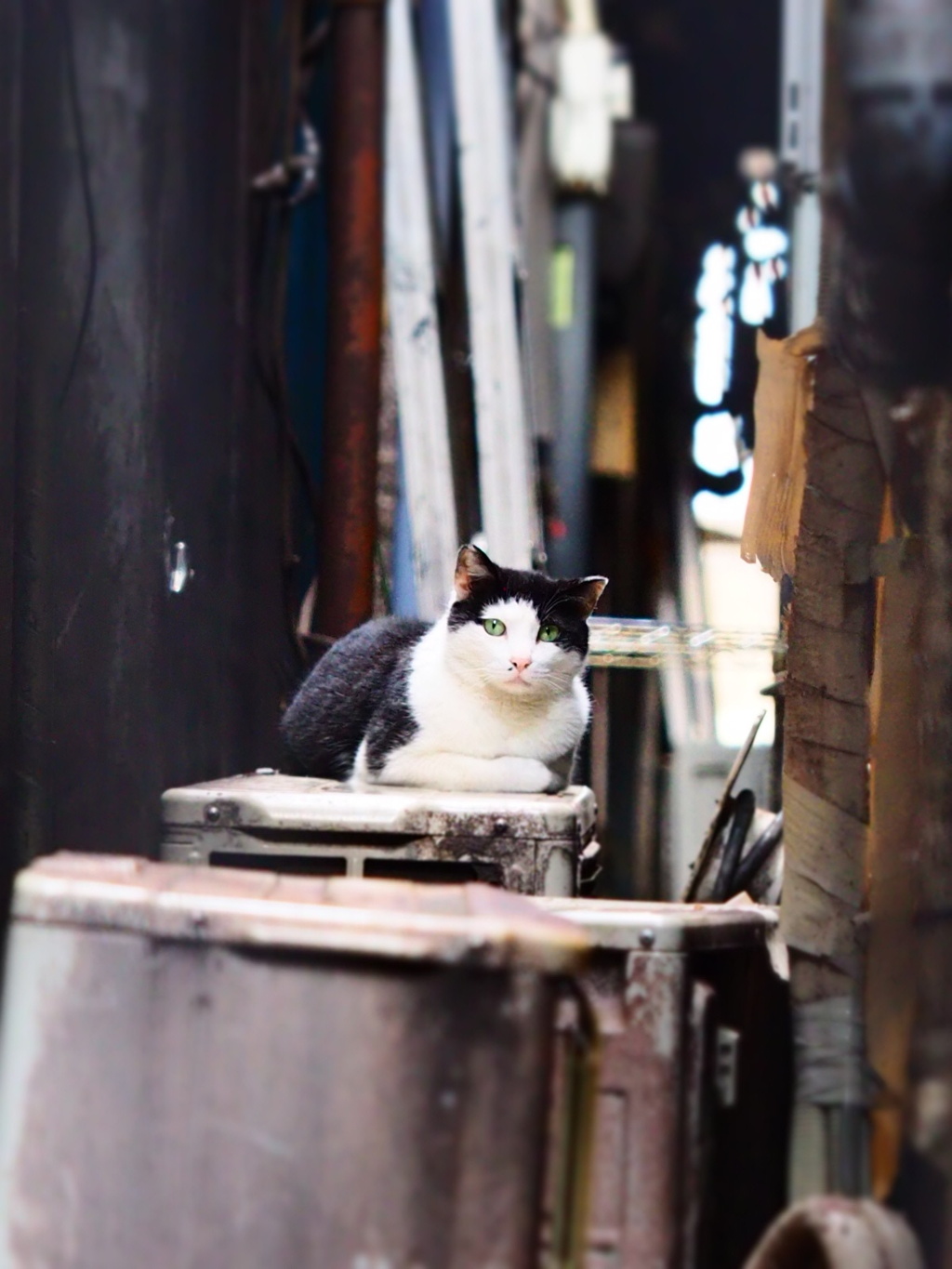 リベンジ　猫2