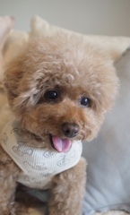 うちの犬　1匹目