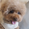 うちの犬　1匹目