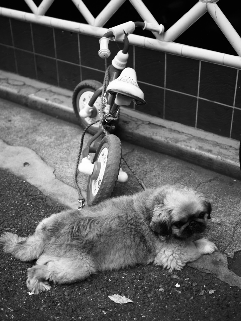 待ちぼう犬