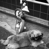 待ちぼう犬