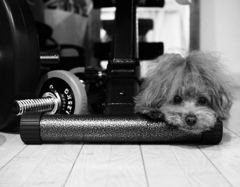 ダンベル×犬