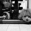 ダンベル×犬