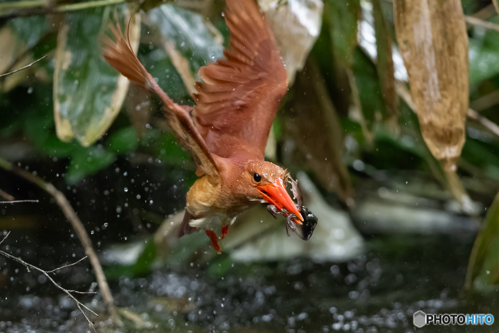 アカショウビン