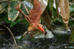 アカショウビン