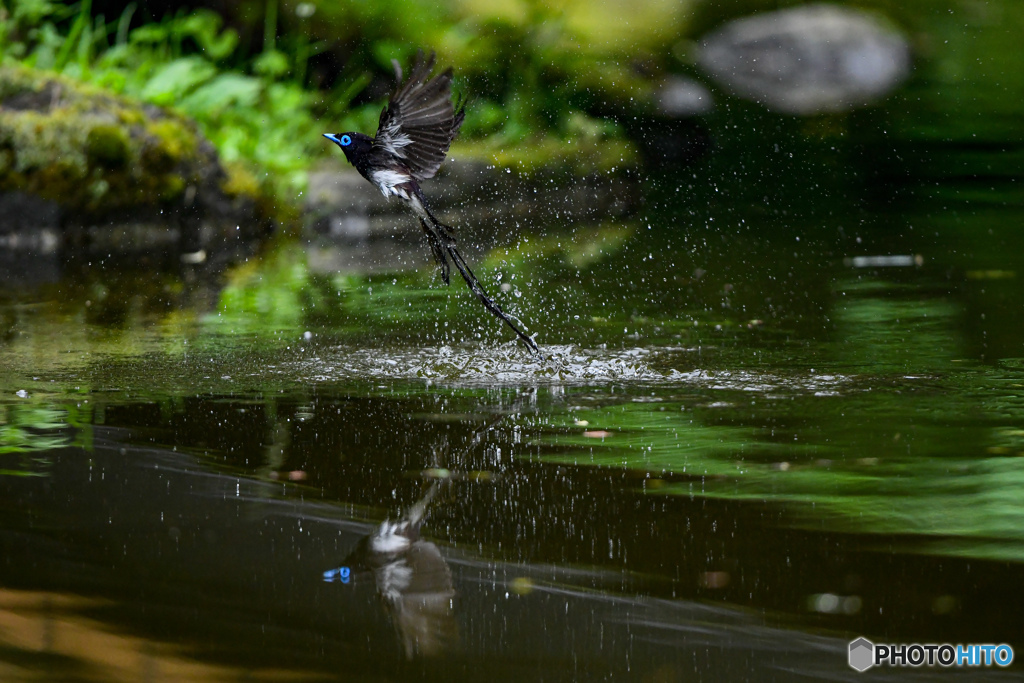 サンコウチョウ水浴び