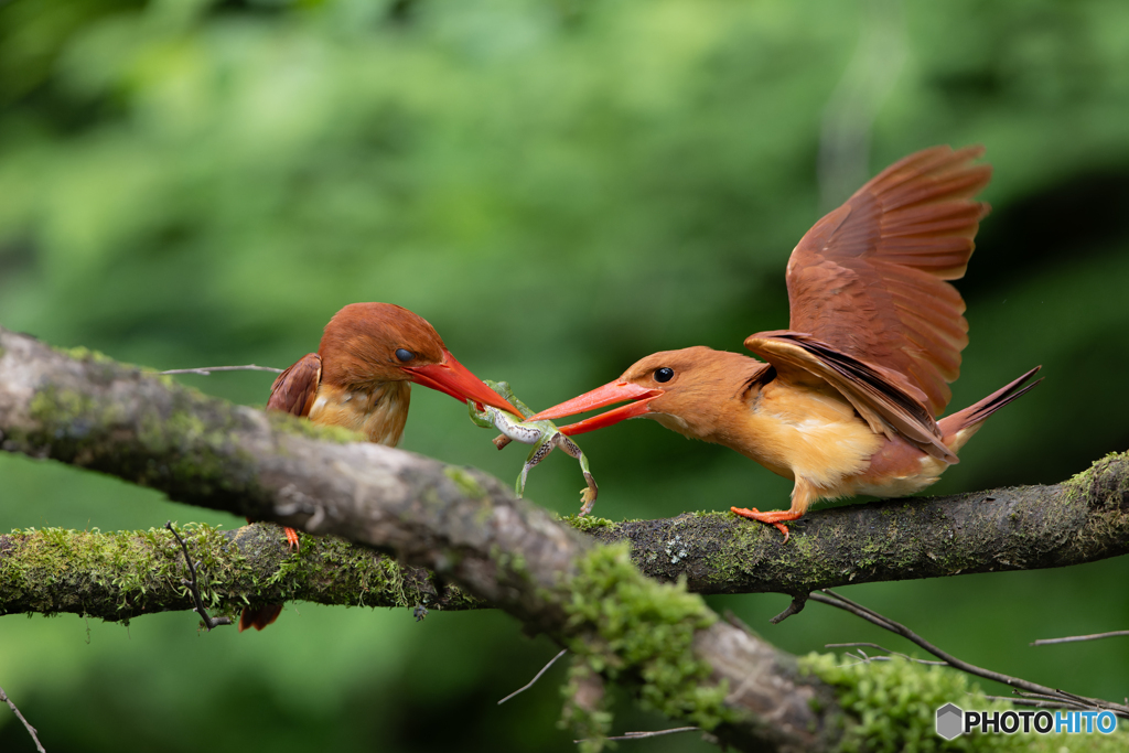 アカショウビン