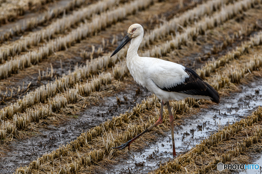 絶滅危惧種　コウノトリ