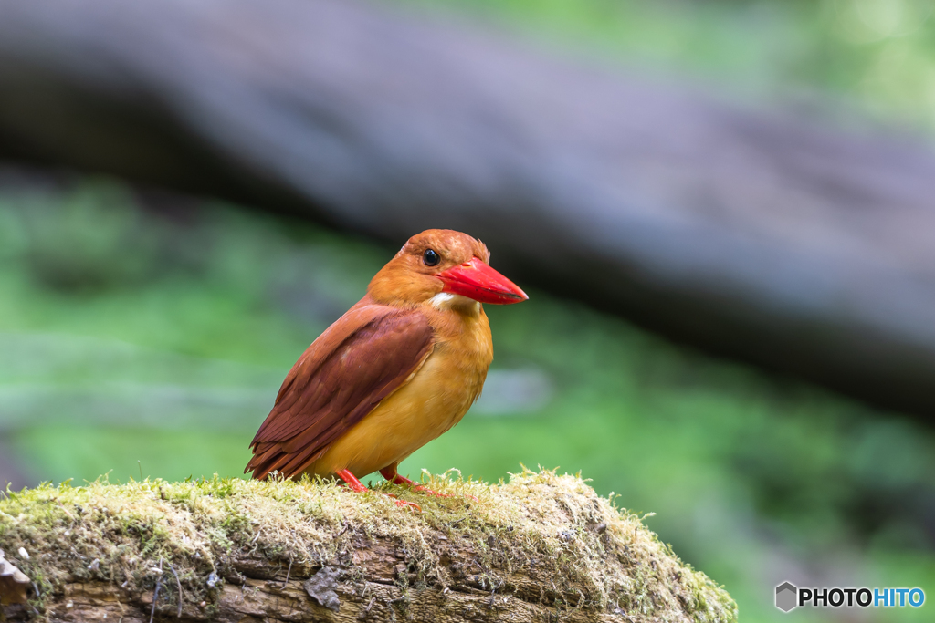 アカショウビン