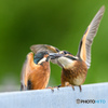 カワセミ幼鳥