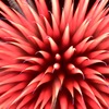 花火
