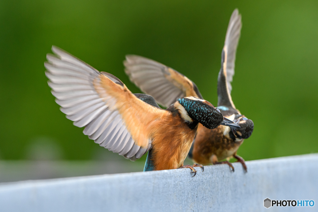 カワセミ幼鳥