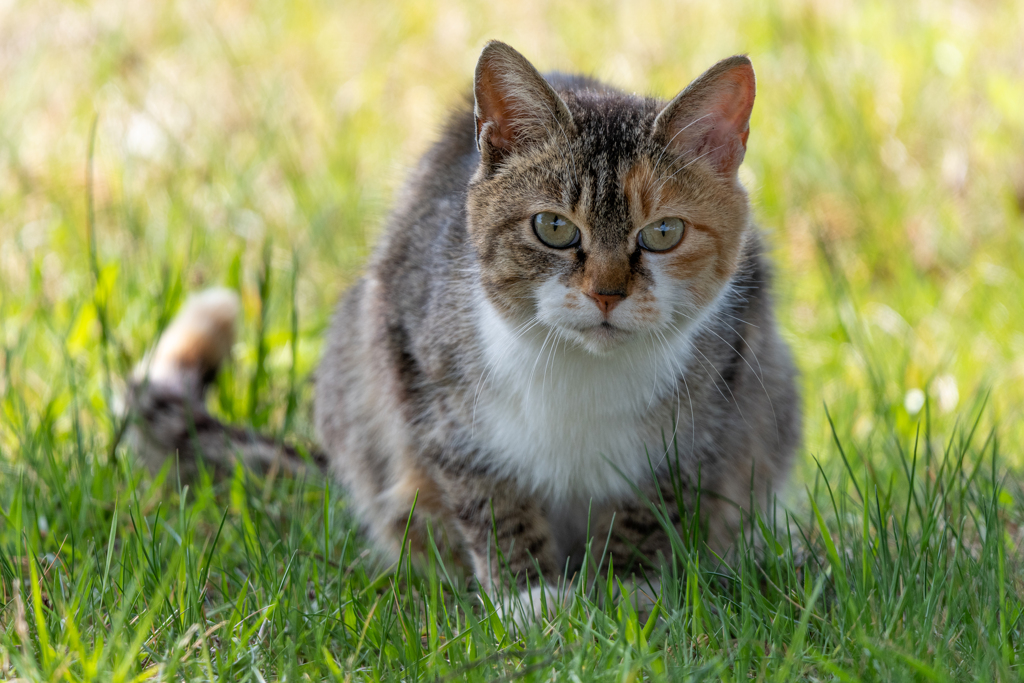 猫