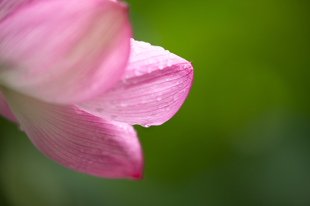 雨あがり