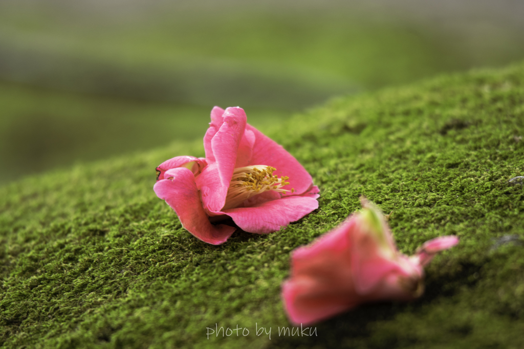 落花