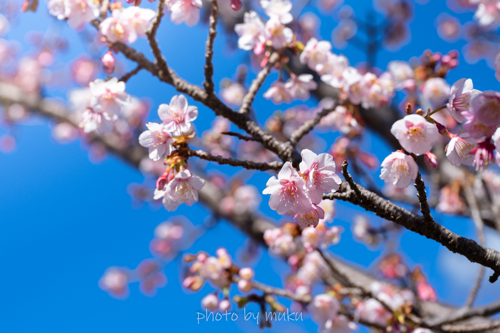 土肥桜白種