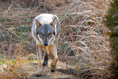 GRAY WOLF４
