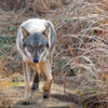 GRAY WOLF４