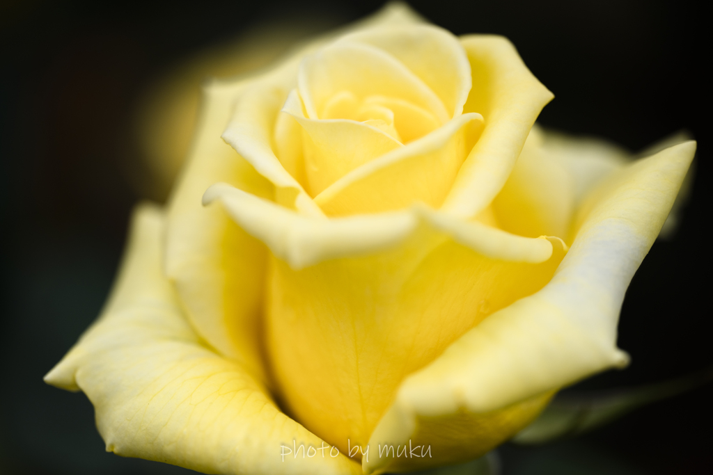 yellow４