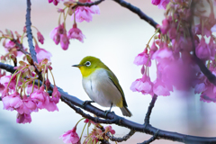 花影にて１