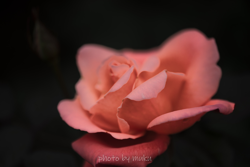 sherbet１