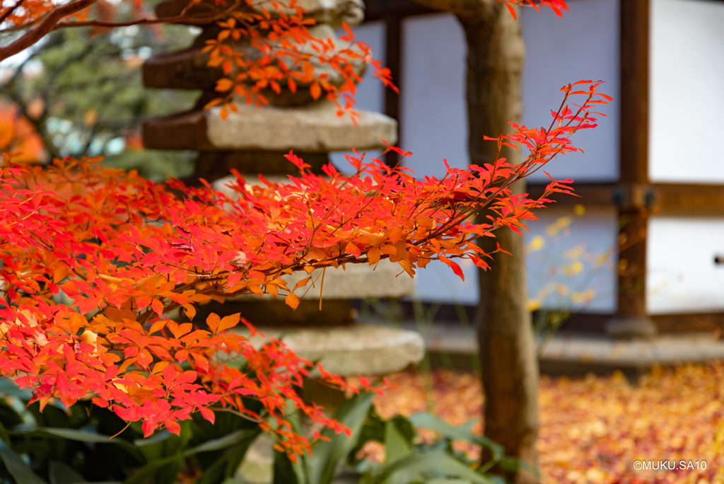 晩秋の紅葉