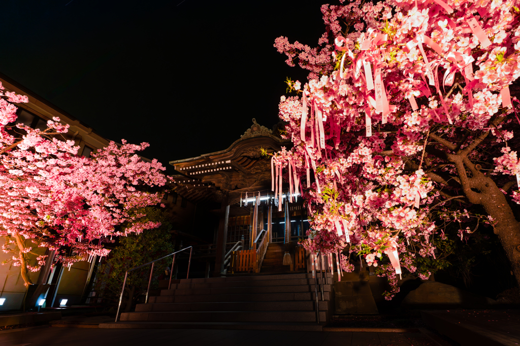 夜桜の境内 by ろーどすたー （ID：13390654） - 写真共有サイト:PHOTOHITO