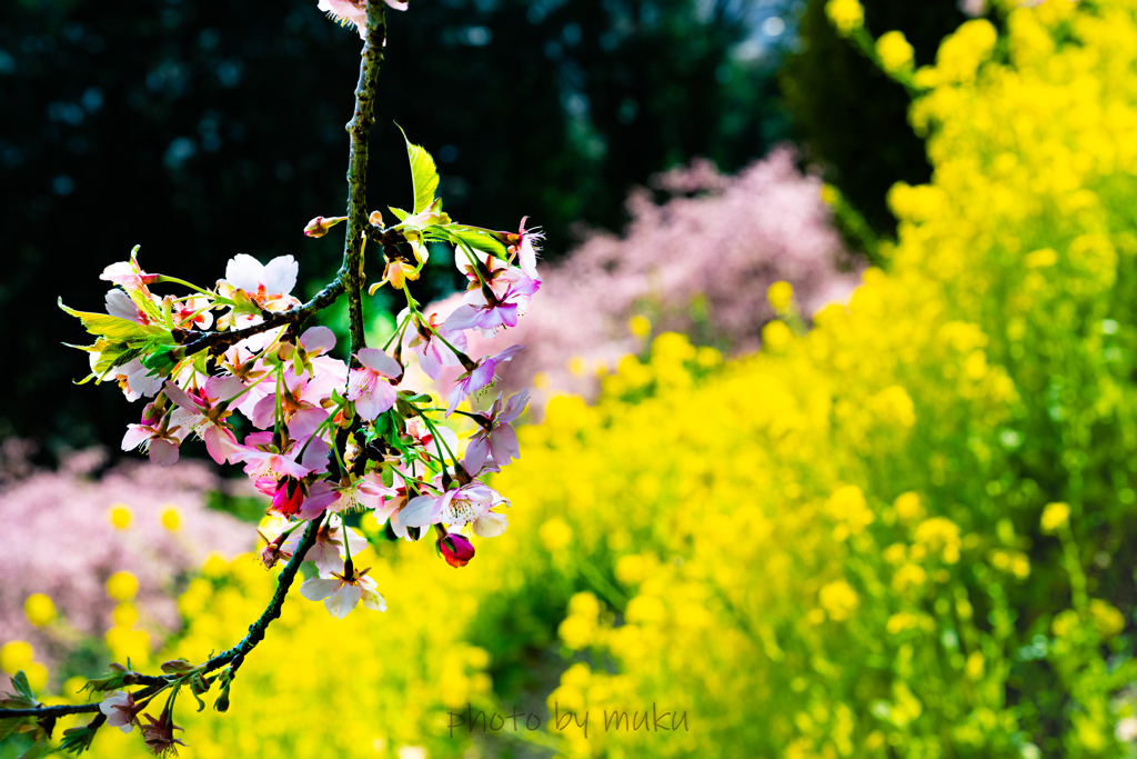 満開河津桜２