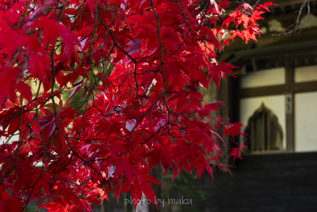 長円寺紅葉
