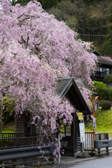 桜色のバス停