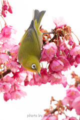 花鳥２