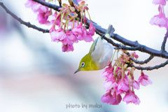 花影にて２