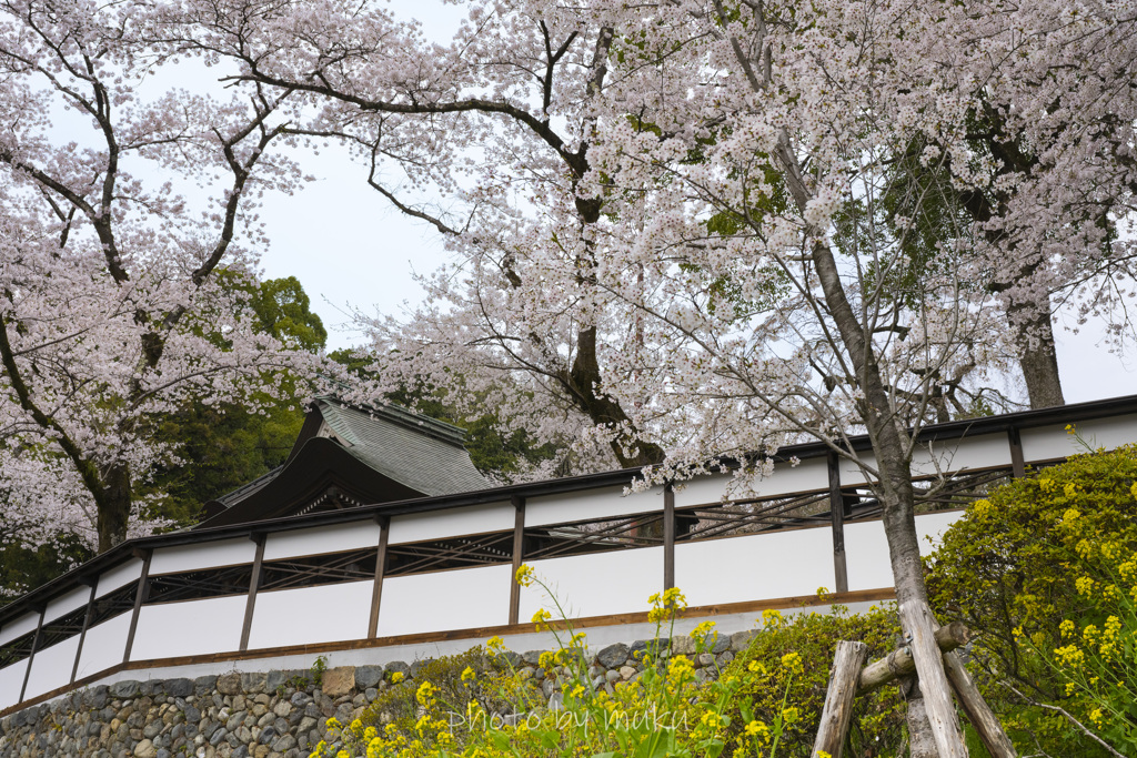 海禅寺の桜１