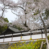 海禅寺の桜１