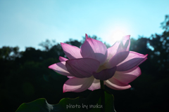 宝玉