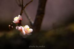 梅花２