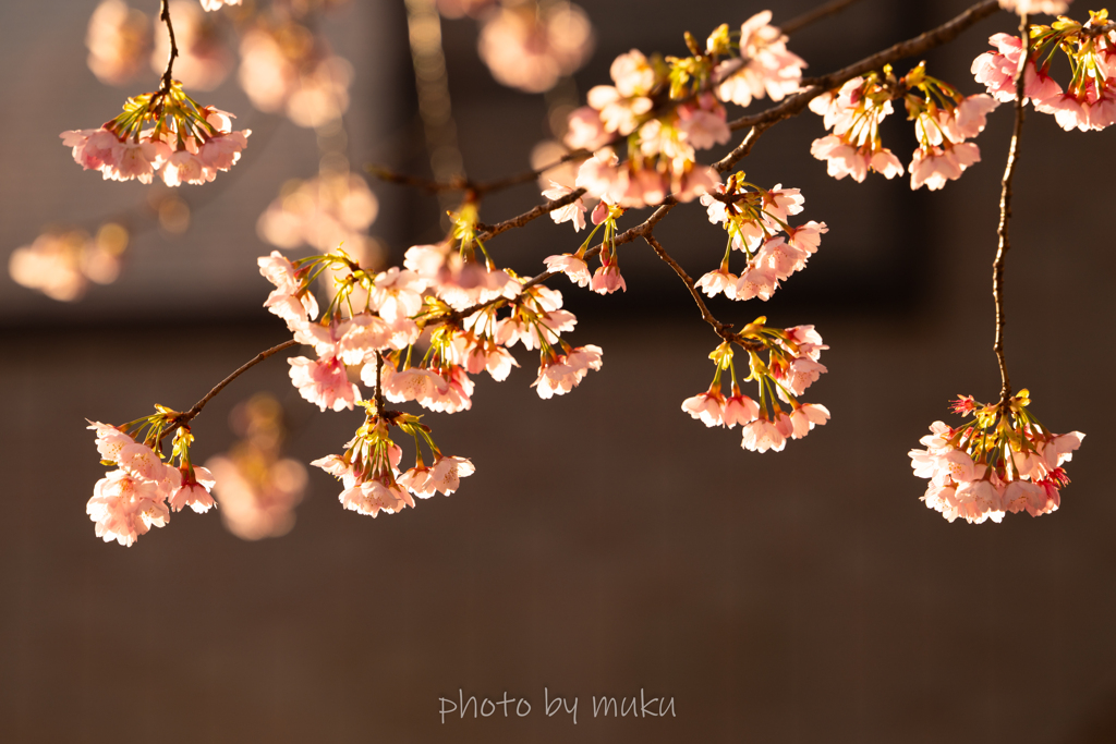 桜灯