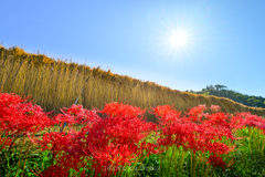 稲架けに曼殊沙華１