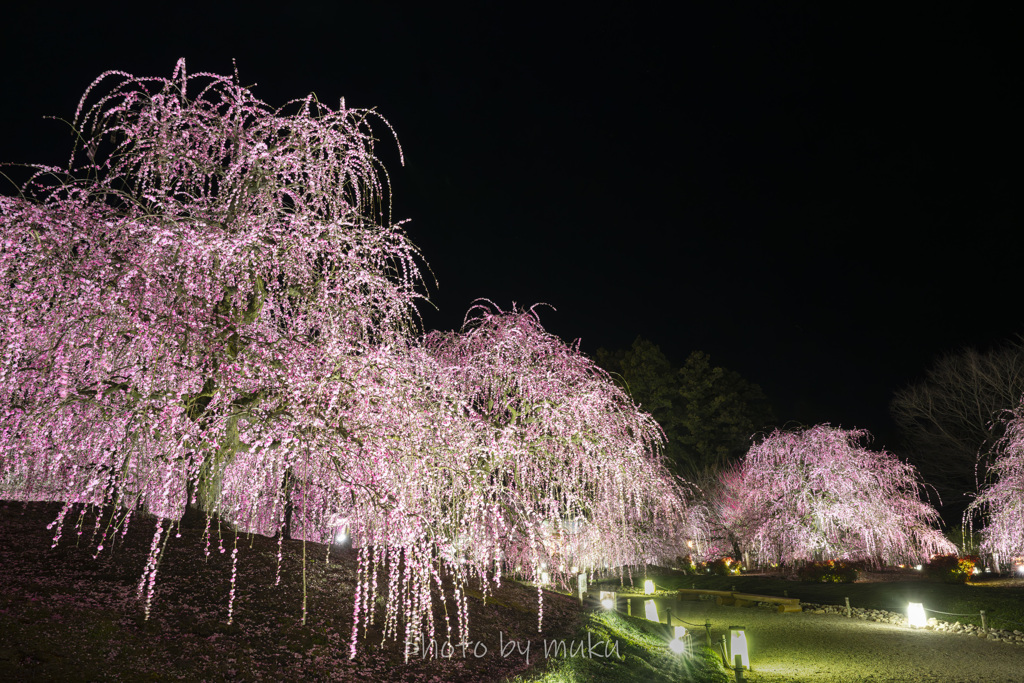 春の夜の夢３