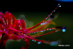 雨の彼岸花１